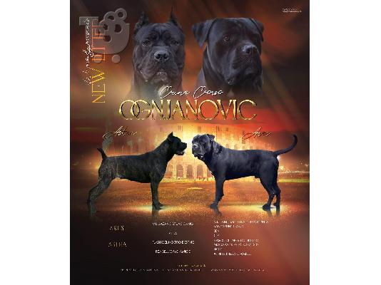 PoulaTo: Cane Corso κουτάβια