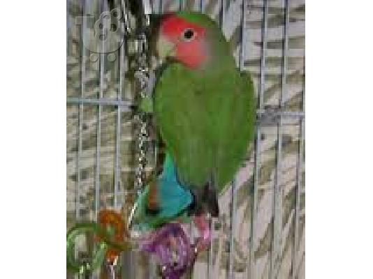 PoulaTo: love bird