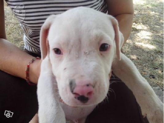 DOGO ARGENTINO