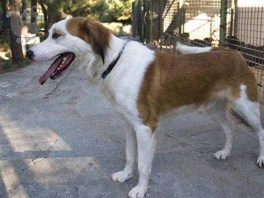 PoulaTo: ΧΑΡΙΖΕΤΑΙ Ο ΛΑΜΠΗΣ.