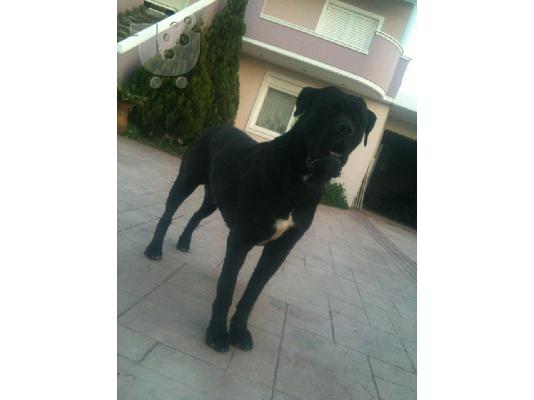 Αναγγελία Γέννας CANE CORSO