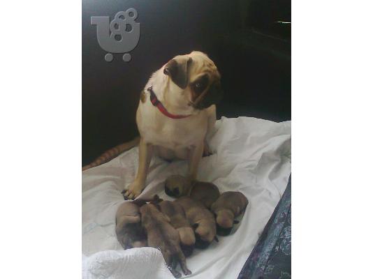 PoulaTo: pug koutabia καθαροαιμα