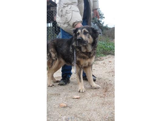 ΕΥΑ ΗΜΙΑΙΜΟ ΚΑΥΚΑΣΟΥ ΑΡ ΠΡΩΤ 4247/02