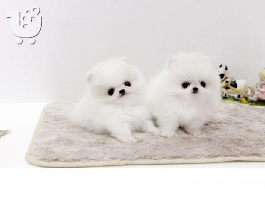 Πωλούνται σκυλιά και κουτάβια Pomeranian