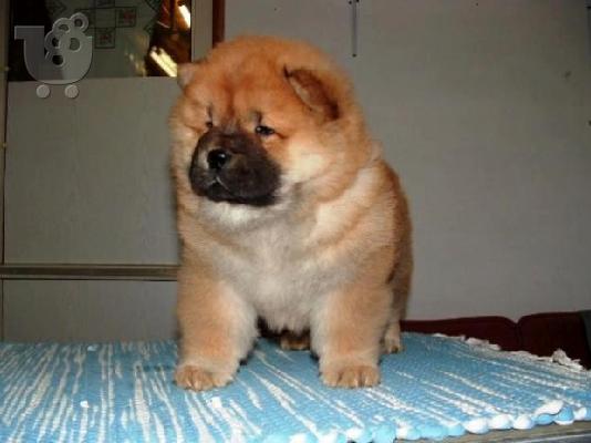 Chow chow-Τσόου Τσόου