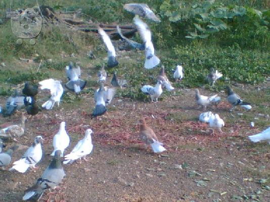 PoulaTo: ΠΩΛΟΥΝΤΑΙ ΠΕΡΙΣΤΕΡΙΑ ΒΟΥΤΕΣ, ΚΙΝ.6995179213