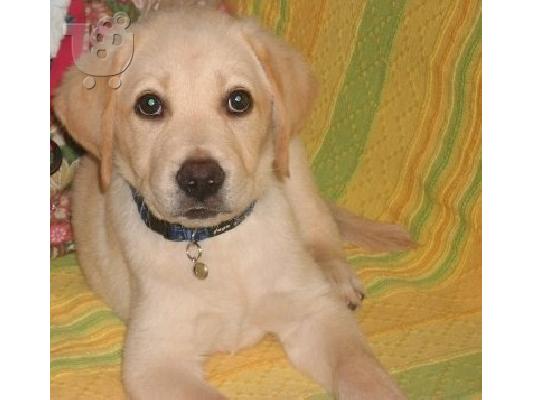 ΠΩΛΟΥΝΤΑΙ LABRADOR RETRIEVER-ΚΑΘΑΡΟΑΙΜΑ ΚΟΥΤΑΒΙΑ