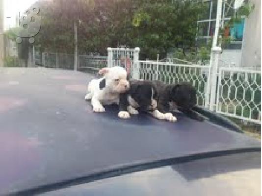 french bulldog  αρσενικα και θηλυκα