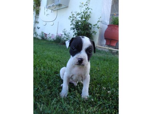 ΠΩΛΟΥΝΤΑΙ ΚΑΘΑΡΟΑΙΜΑ ΚΟΥΤΑΒΙΑ PITBULL