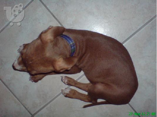 PoulaTo: Pit Bull καθαρόαιμo