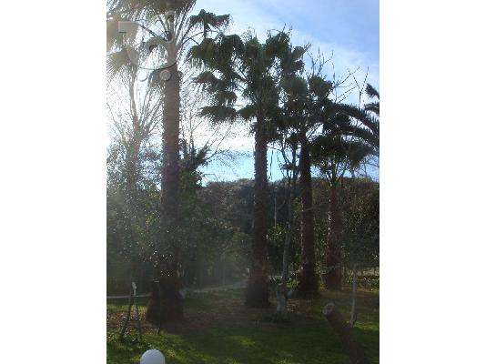 ΠΩΛΟΥΝΤΕ ΦΟΙΝΙΚΕΣ (PALM TREES) 12 ΧΡΟΝΩΝ 8 ΜΕΤΡΑ ΤΗΛ. 6940684900...