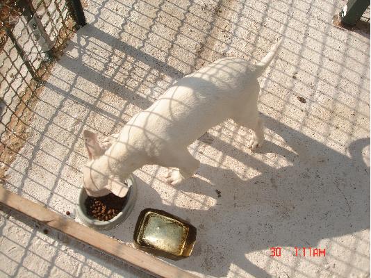 bull terrier