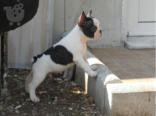 PoulaTo: ΓΑΛΛΙΚΑ ΜΠΟΥΛΝΤΟΚ με pedigree