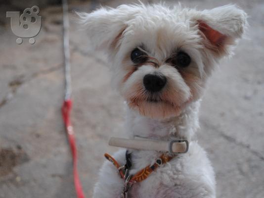 PoulaTo: Maltese