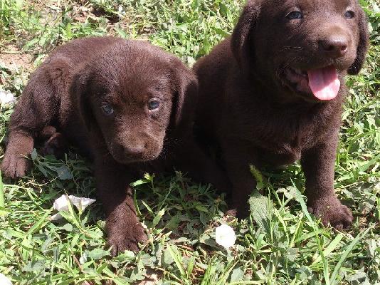 PoulaTo: LABRADOR COKOLAD