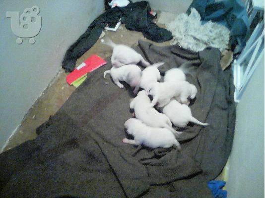 DOGO ARGENTINO