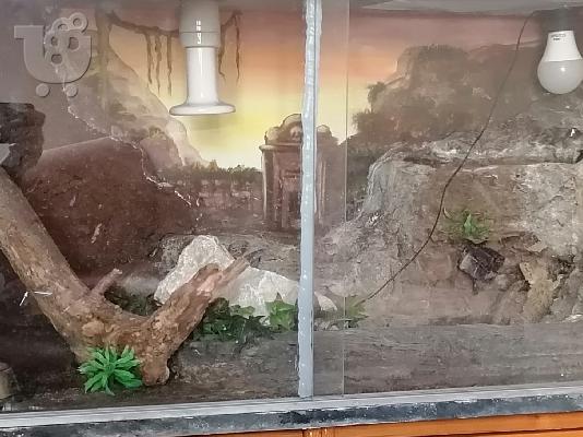 PoulaTo: Τεραριουμ για ερπετά χειροποίητο