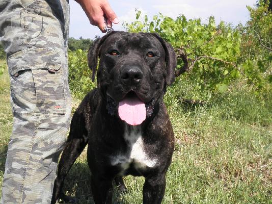bandog Πίτμπουλ
