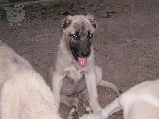 PoulaTo: Τουρκικά kangal