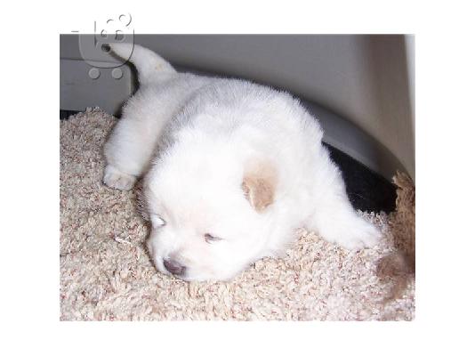 PoulaTo: Σούπερ Αξιολάτρευτο Τσάι Chow Chow Puppies