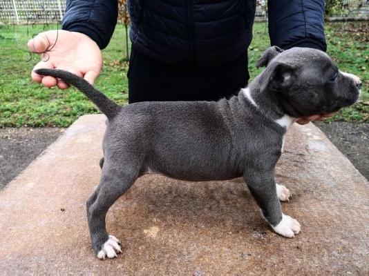 Μπλε κουτάβια American Staffordshire Terrier