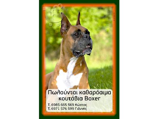 PoulaTo: καθαρόαιμα Boxer ημερών