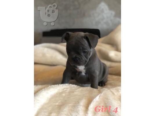 όμορφο γαλλικόBulldog έτοιμο για το νέο σπίτι τους