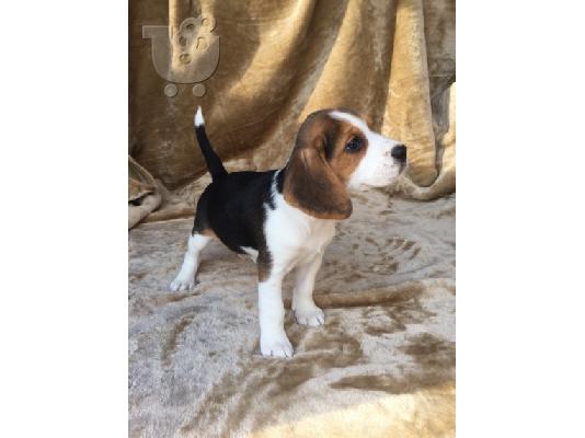Πανέμορφα κουτάβια Beagle.