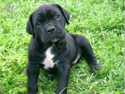 PoulaTo: [cane corso κανε κορσο] Κέεσχοντ