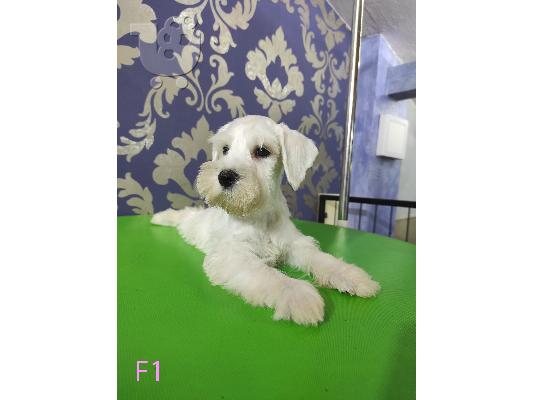 Λευκή μινιατούρα Schnauzer κουτάβια προς πώληση