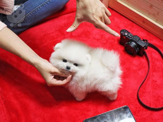 PoulaTo: Pomeranian μικροσκοπική spitz.