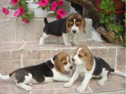 PoulaTo: Χαριτωμένα και γοητευτικά κουτάβια Beagle