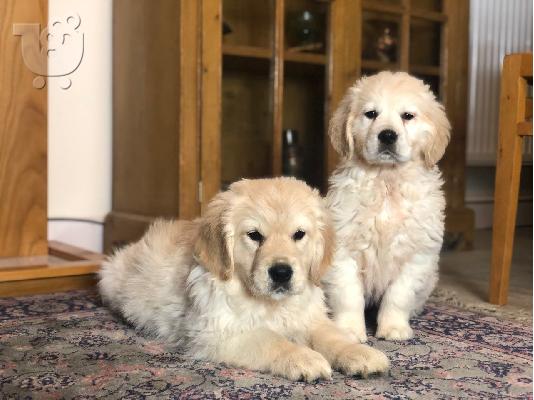 5 αστέρων Champion golden retriever Γενεαλογικά κουτάβια Kc