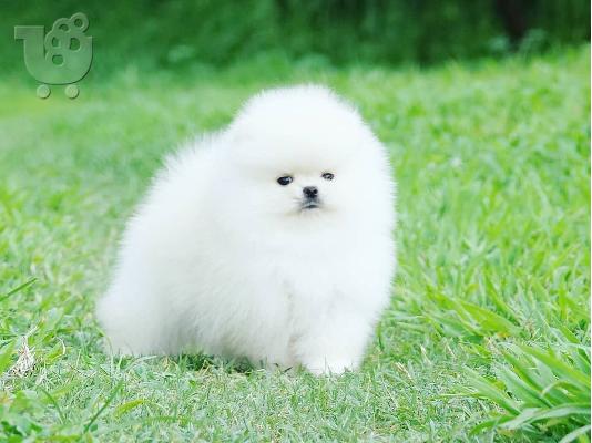 Δύο φοβερά κουτάβια Pomeranian
