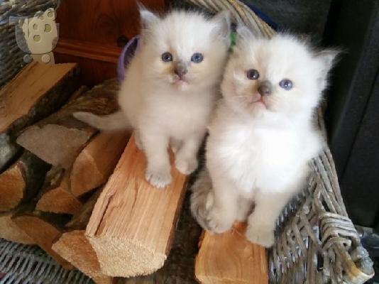 PoulaTo: Ragdolls Kittens