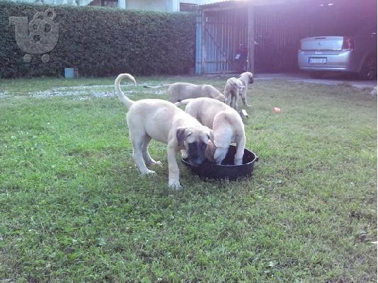 KANGAL
