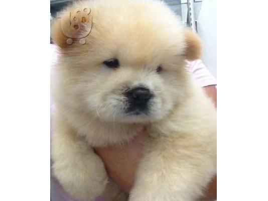 Chow chow κουτάβια
