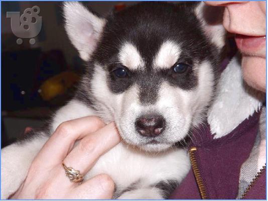 PoulaTo: Diathésima koutávia Sivirías Husky
