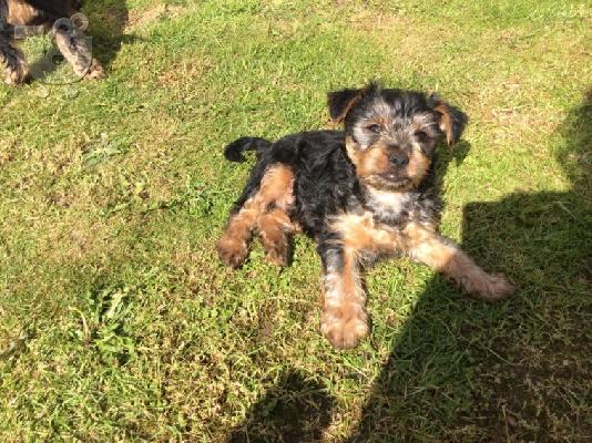 PoulaTo: AKC Yorkshire Terrier Puppy
