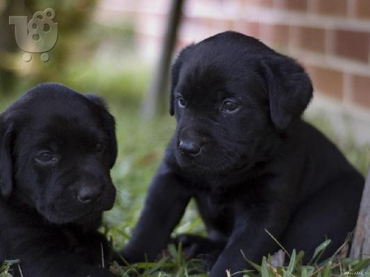ΜΑΥΡΑ Labrador καθαροαιμα κουταβακια απο γονεις με pedigree ΑΘΗΝΑ ΚΡΗΤΗ 6979314054...