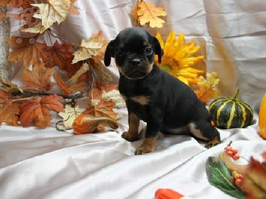PoulaTo: Πανέμορφο θηλυκό Pin Min (Αρλεκίνος Pinscher). Διατίθεται με έγγραφα και αναπαραγωγικά δικαιώματα. Εμβολιασμένα και αποπαρασίτωσαν. Κτηνιατρική hecked καθώς και πολύ φιλικό προς τα παιδιά και άλλα 