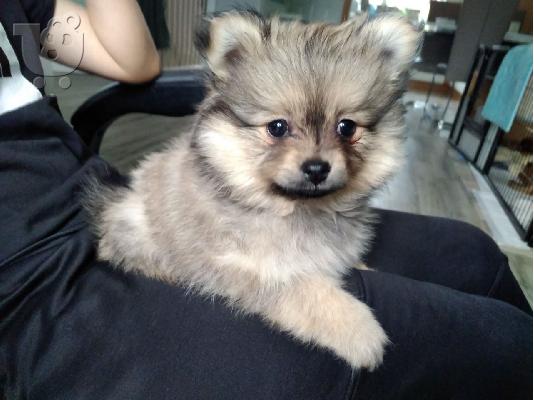 PoulaTo: πομερανικό κουτάβια /  pomeranian  mini