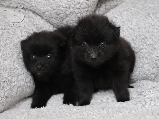 PoulaTo: POMERANIAN