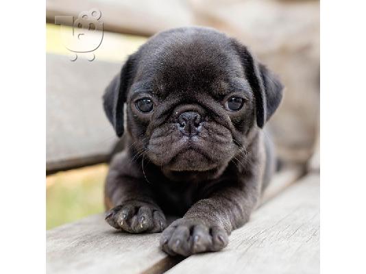 PoulaTo: Pug