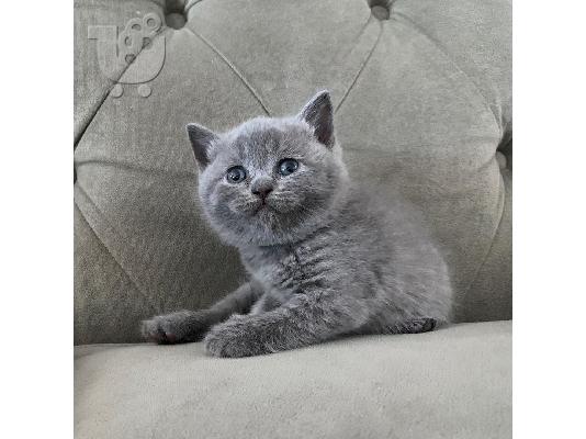 Εγγεγραμμένο όμορφο Σκωτσέζικο δίπλωμα Kitten Gccf