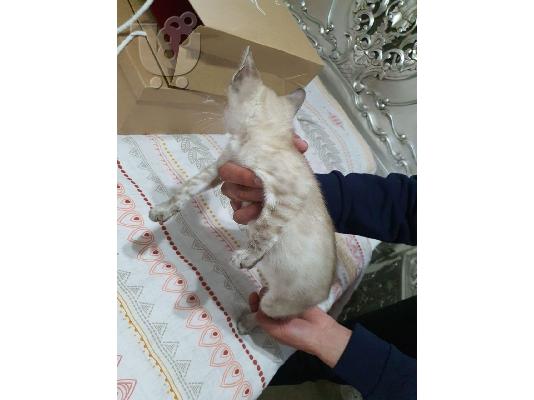PoulaTo: Snow Lynx Bengal One Boy, Two Girls, Ready Now
