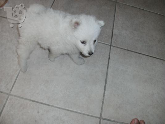PoulaTo: MINI SPITZ