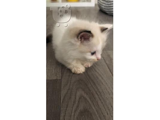 Αναισθητοποιήστε το γατάκι Ragdoll