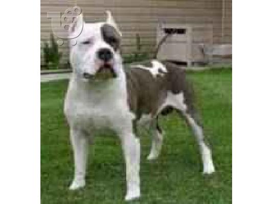 PoulaTo: (PIT BULL STAFFORSHIRE ( ΠΙΤ ΜΠΟΥΛ ΣΤΑΦΟΡΣΑΙΝΤ) Πίτμπουλ