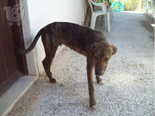 Νεαρο σκυλακι συντροφιας για υιοθεσια